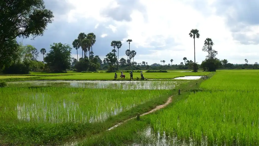 Scenic Green Rice Fields and Palm Trees in the Cambodian Countryside