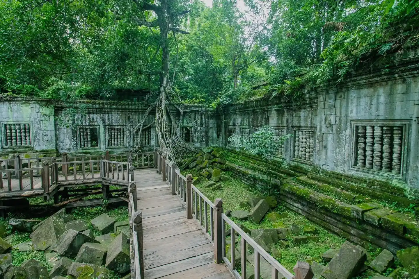 Sacred Jungle Ruins of Beng Mealea Overgrown with Ancient Trees