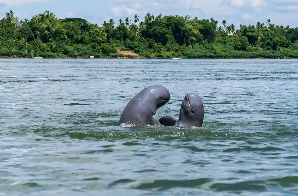 Mekong River Boat Trip to Spot Rare Irrawaddy Dolphins in Kratie