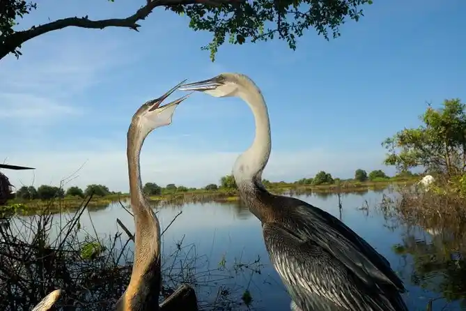 Wetlands and Bird Watching Expedition in the Mekong Biosphere near Kratie